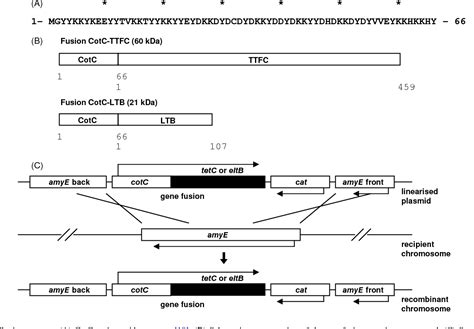 Figure 1 From Display Of Heterologous Antigens On The Bacillus Subtilis