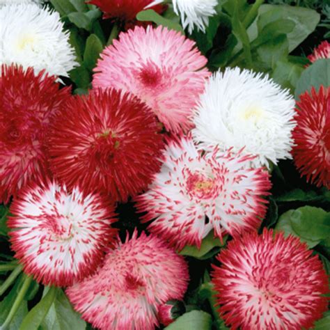 Bellis Perennis Habanera