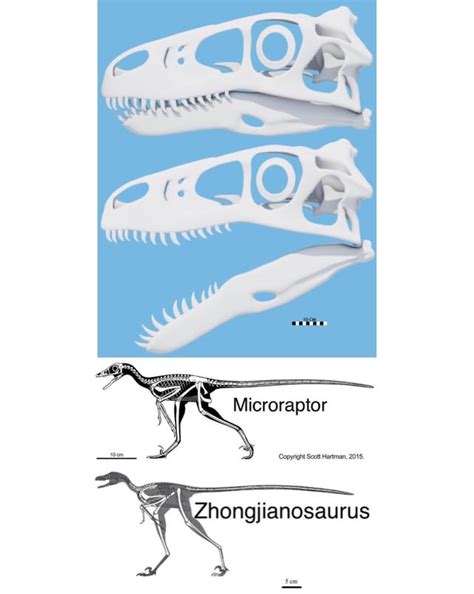 My best attempt at a size comparison between a Utahraptor skull ...