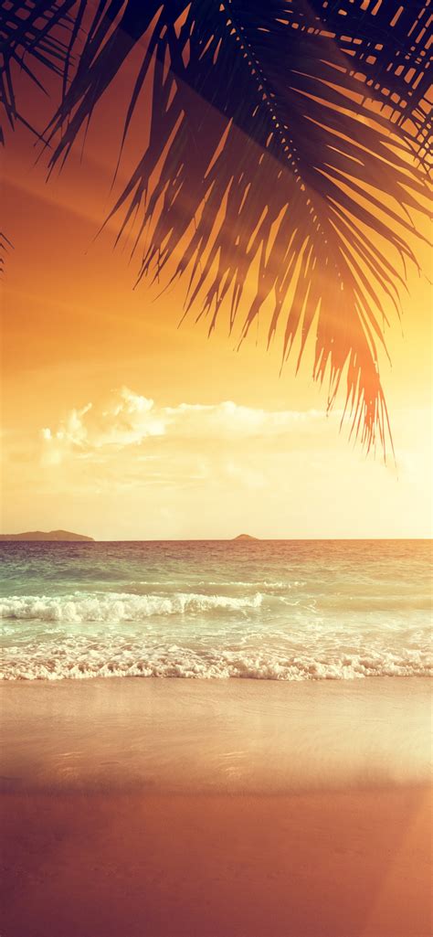 Wallpaper Beautiful Sunset Palm Tree Leaves Beach Sea Tropical