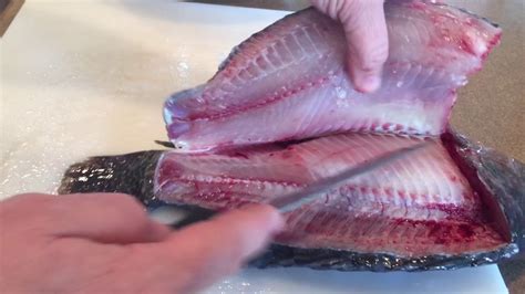 How To Fillet A Tilapia By Bluegrass Aquaponics YouTube