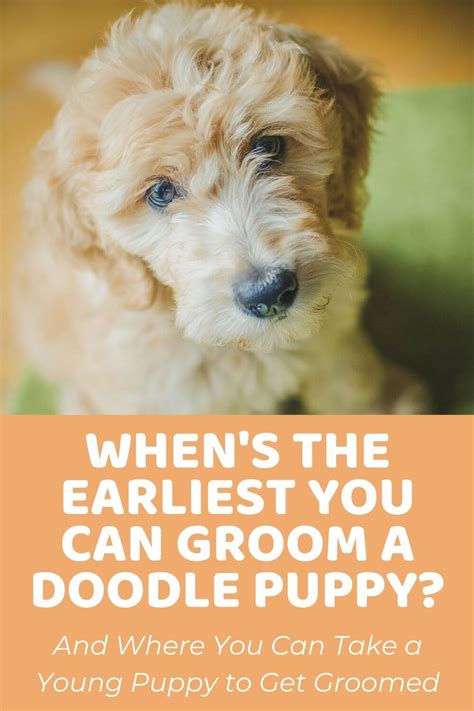 Guide To Labradoodle Haircuts With Photos Grooming Tips