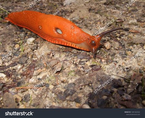 Naked Forest Snail Nature Stock Photo Shutterstock
