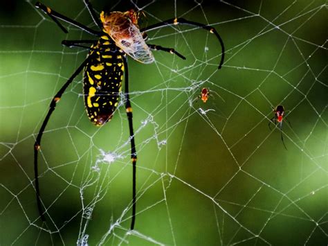 Masked Spider Smithsonian Photo Contest Smithsonian Magazine