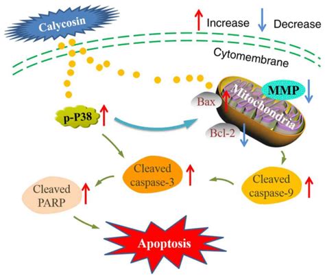 Mitochondria Apoptosis Pathway