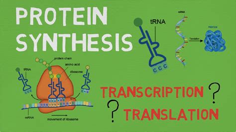 Protein Synthesis Transcription And Translation Explained Youtube