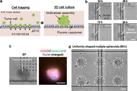 Three Dimensional 3d Spheroid Culture In The Microfluidic Chip A Download Scientific