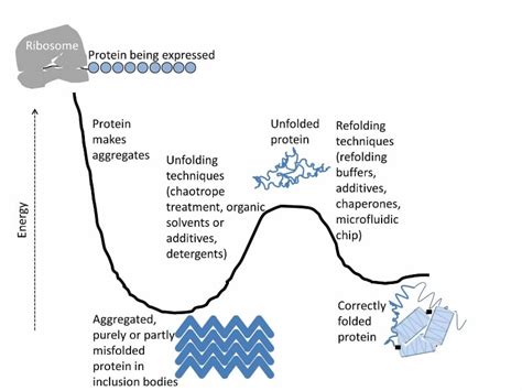 Refolding Proteins Made Easy Tips And Tricks