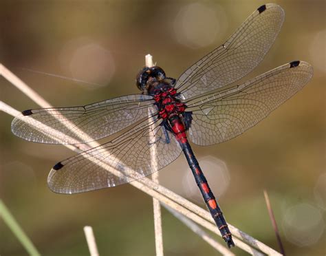 White-faced Darter - British Dragonfly Society