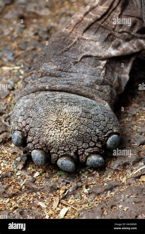 Tortue G Ante Des Galapagos Ou Galapagos Tortue Geochelone