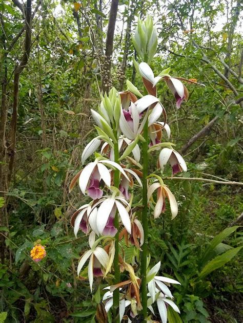 Hawaiian Wild Orchids - The Daily Cuppa - Medium