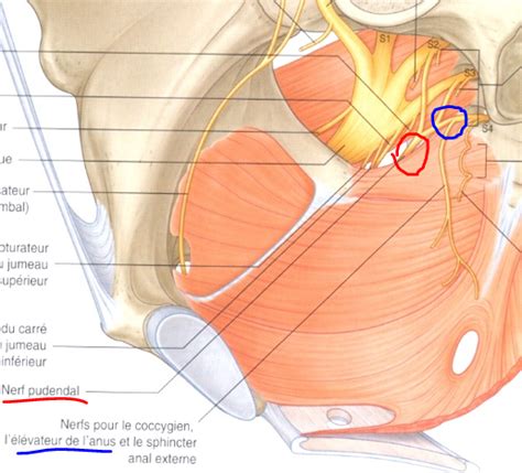 Innervation MEA sphincter vésical UE8 Spé Petit Bassin Tutorat