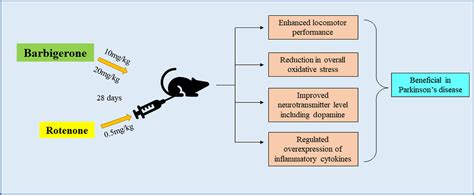 Barbigerone Potentially Alleviates Rotenone Activated Parkinsons