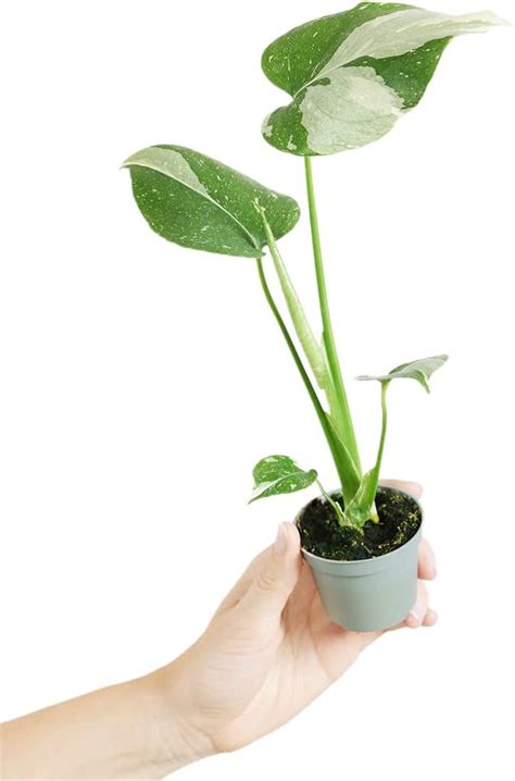 BALDUR Garten Monstera Monkey Leaf 1 Pflanze Luftreinigende