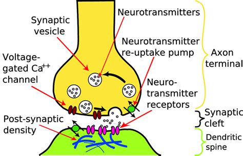 1: Synapse. Illustration of a neuron synapse showing synaptic cleft and ...