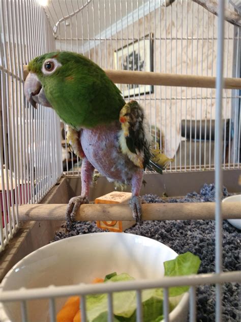 Help IDing our rescue parrot? : r/parrots