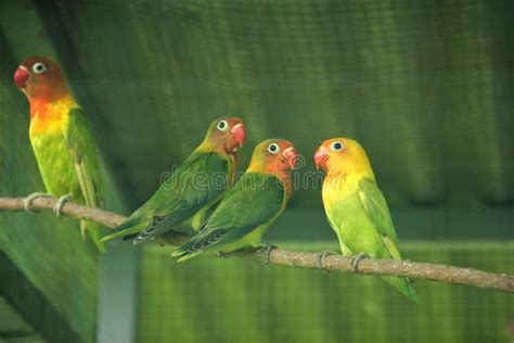 Lovebirds In A Cage Stock Photo Image Of Nest Ornithology 74669250