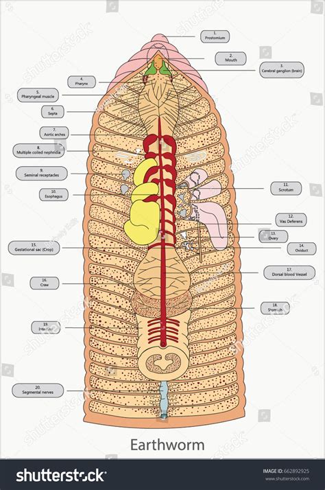 Earth Worm Anatomy: Over 18 Royalty-Free Licensable Stock Vectors ...