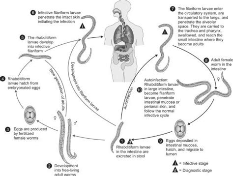 Strongyloides Papillosus Life Cycle