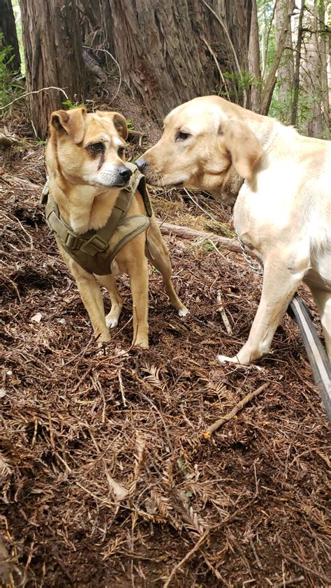 Platão levou a vida a localizar os cães de vizinhos é hora de