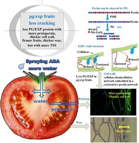 Disassembly Of The Fruit Cell Wall By The Ripening Associated