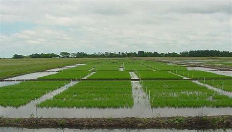 El Arroz Un Oasis Verde En Medio Del Desierto Que Viven La Mayoria De