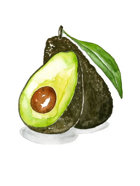 Avocado Watercolor