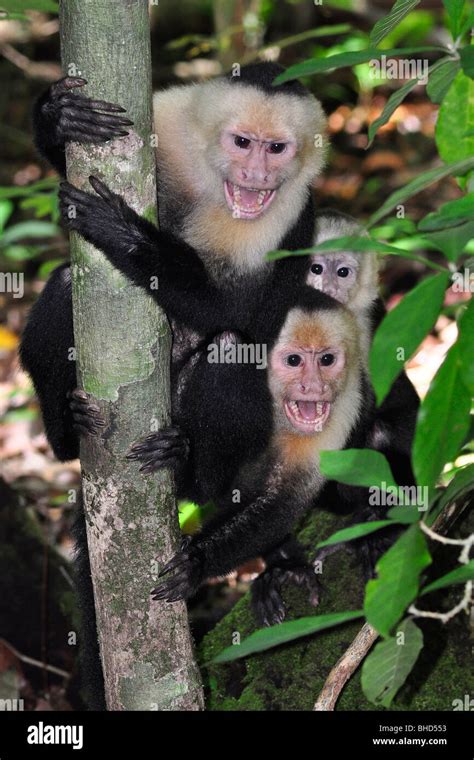 Monkey In Defense Mode Hi Res Stock Photography And Images Alamy