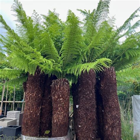 For Sale Large Dicksonia Antartica Tree Ferns Delivery By Charellagardens