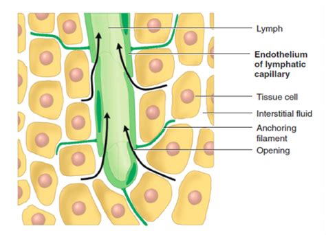 Ch 21 Lymphatic System Flashcards Quizlet