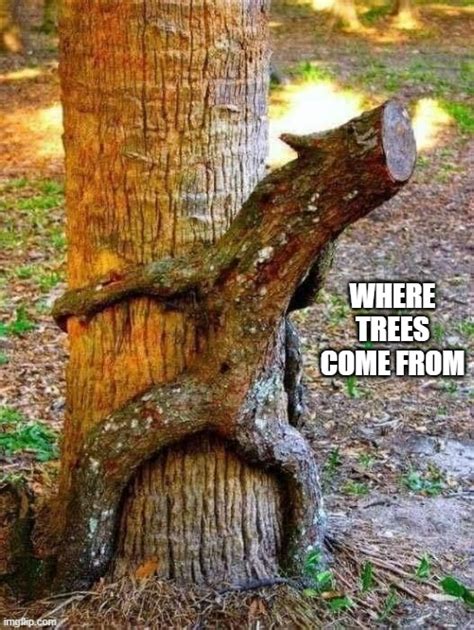 Plant Trees Memes