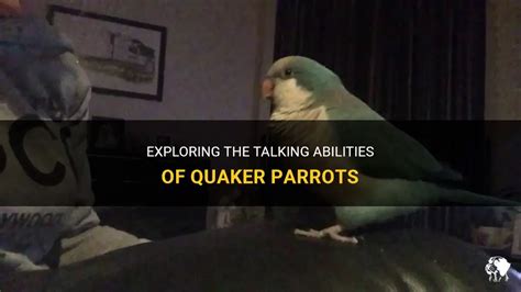 Exploring The Talking Abilities Of Quaker Parrots | PetShun