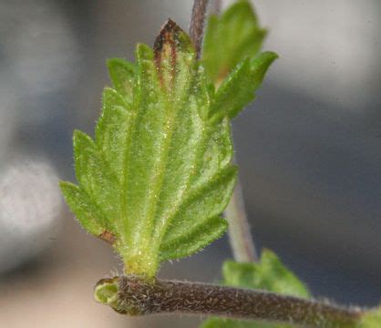 Eyebright facts and health benefits