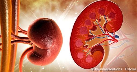 Nephrotisches Syndrom Symptome Und Prognose Netdoktor At