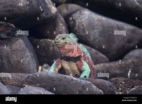 Macho Iguana Marina Amblyrhynchus Cristatus Venustissimus