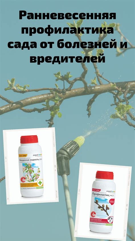 Pin on Сад