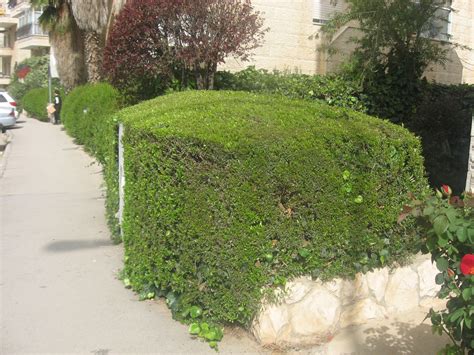 we do hedges – S E G A L HAR NOF