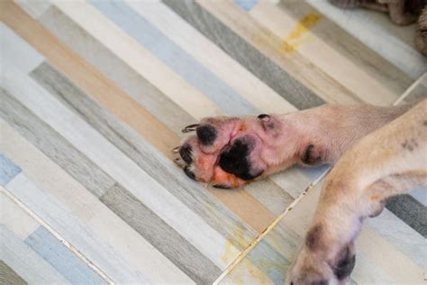 18 Causes Of Red Paws On Dogs And How To Prevent Them