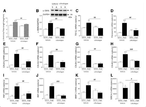 α CGRP analogue αAnalogue protects against angiotensin II