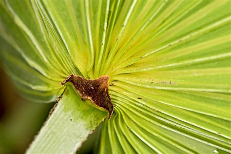 Free Images Tree Nature Outdoor Branch Leaf Flower Green