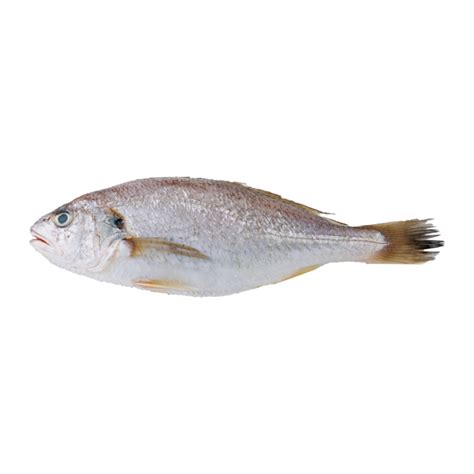 Croaker Fish (Frozen) – 1kg – ShopOnClick