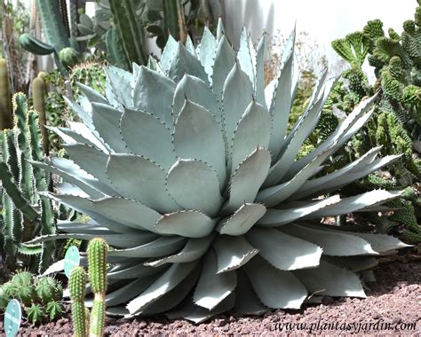 Agave americana Pita Abecedaria Plantas y Jardín