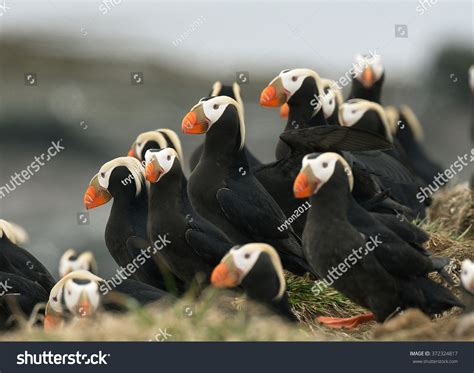 979 Tufted puffin Images, Stock Photos & Vectors | Shutterstock