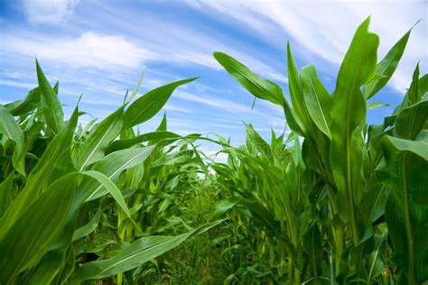 Green Corn Field Stock Photo Image Of Horizontal Closeup 33285016