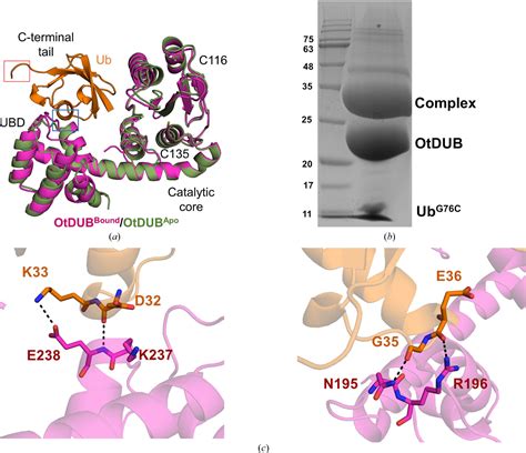 Figure From Cocrystallization Of Ubiquitindeubiquitinase Complexes