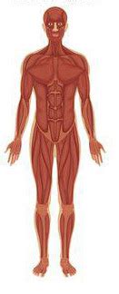 Body Systems Flashcards Quizlet