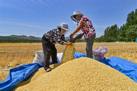 Winter Wheat Harvest Underway In Shandong Chinadaily Cn