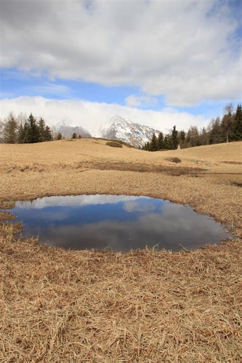 Puddles On Grassland With Forest Behind · Free Stock Photo