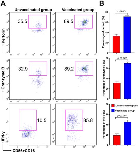 Comparison of perforin granzyme B and IFN γ on the NK cell subsets