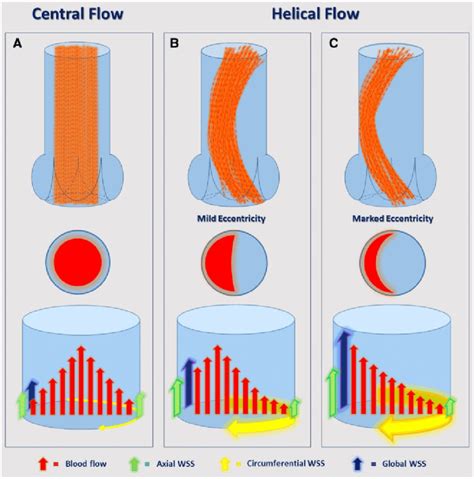 Wall Shear Stress In The Ascending Aorta Different Flow And Wall Shear